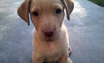 Imagen de la nota: Perro extraviado