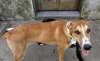 Imagen de la nota: Cachorro perdido