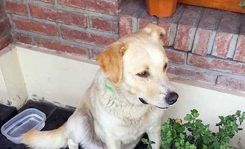 Imagen de la nota: Encontraron un perro