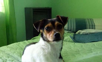 Imagen de la nota: Encontraron a una perra en Parque Mitre