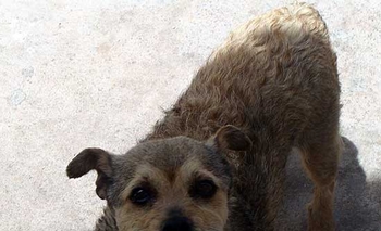 Imagen de la nota: Buscan a Luna