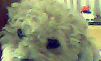 Imagen de la nota: Se perdió un perro