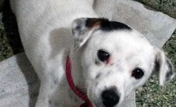 Imagen de la nota: Buscan a una perra perdida en microcentro