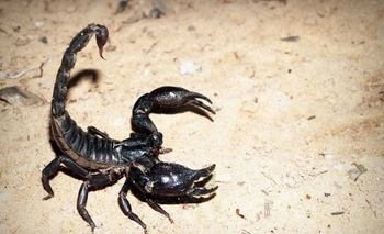 Imagen de la nota: Medidas de prevención ante la aparición de alacranes