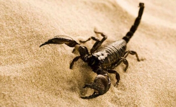 Imagen de la nota: Alacranes: Se fumigó en el Parque Avellaneda por precaución