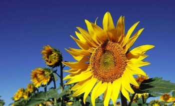 Imagen de la nota: Girasol: proyectan que se cosechará la mitad que hace ocho años