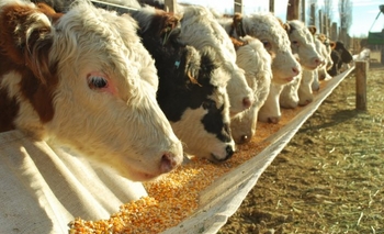 Imagen de la nota: Reglamentan ley que regula a los feedlots en la Provincia