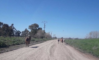 Imagen de la nota: Fue infraccionado por dejar caballos sueltos en la Ruta 60
