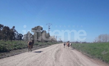 Imagen de la nota: Fue infraccionado por dejar caballos sueltos en la Ruta 60