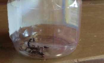 Qué hacer ante la presencia de un alacrán Imagen de la nota: Qué hacer ante la presencia de un alacrán