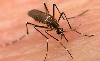 Imagen de la nota: Dengue: tareas preventivas ante casos sospechosos