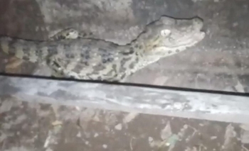 Imagen de la nota: Pensó que eran ladrones, pero encontró un yacaré en el patio