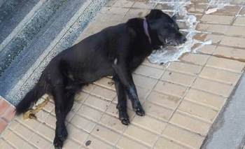 Lamentable: aparecieron varios perros envenenados Imagen de la nota: Lamentable: aparecieron varios perros envenenados
