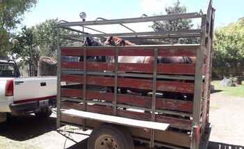 Imagen de la nota: Secuestraron animales sueltos en Hinojo y los llevaron a la Máxima