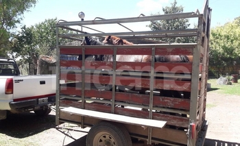 Imagen de la nota: Secuestraron animales sueltos en Hinojo y los llevaron a la Máxima
