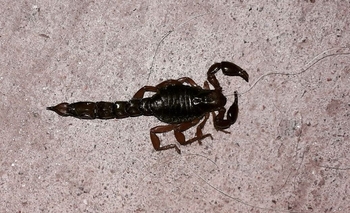 Medidas para prevenir la aparición de alacranes Imagen de la nota: Medidas para prevenir la aparición de alacranes