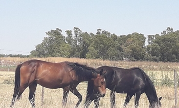 Imagen de la nota: Infracción por dejar caballos sueltos en el acceso a Sierras Bayas
