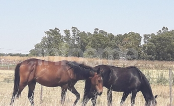 Imagen de la nota: Infracción por dejar caballos sueltos en el acceso a Sierras Bayas
