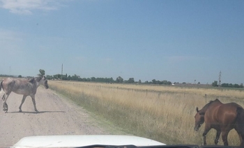 Imagen de la nota: Fue infraccionado por dejar animales sueltos