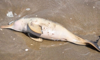 Imagen de la nota: Encontraron 14 delfines muertos en el Partido de la Costa