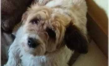 “Candy” en adopción responsable Imagen de la nota: “Candy” en adopción responsable