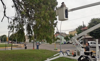 Imagen de la nota: Se realizaron tareas de poda de seguridad