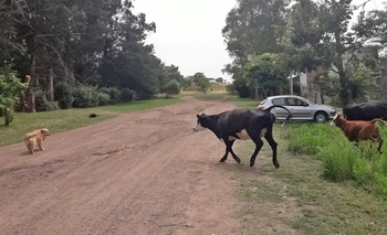 Imagen de la nota: Setenta vacunos sueltos en las calles de Sierra Chica