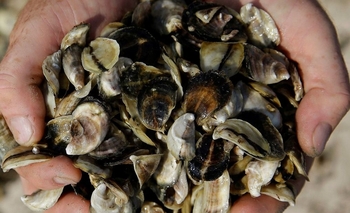 Imagen de la nota: Una bacteria del mar mató a un hombre en Uruguay