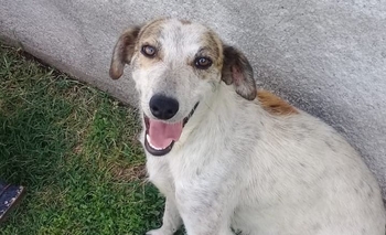 La atropellaron, abandonaron y ahora le buscan una familia Imagen de la nota: La atropellaron, abandonaron y ahora le buscan una familia