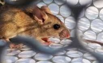 Imagen de la nota: Primer caso autóctono de Hantavirus en la Provincia