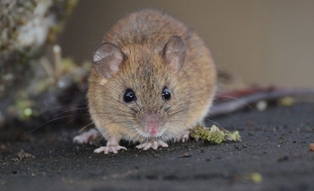 Imagen de la nota: Confirman nuevo caso de hantavirus en Buenos Aires