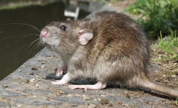 Imagen de la nota: Dos casos de hantavirus: uno en Azul y otro en Las Flores