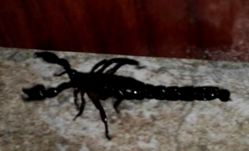 Vecinos preocupados por la presencia de alacranes Imagen de la nota: Vecinos preocupados por la presencia de alacranes