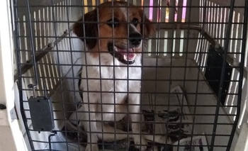 Imagen de la nota: Buscan a los dueños de un perro que fue atropellado