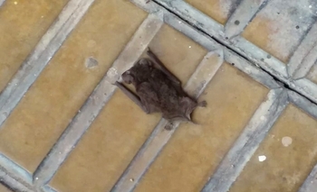 Imagen de la nota: Hallaron un murciélago con rabia y harán nuevo bloqueo