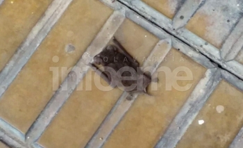 Imagen de la nota: Vacunación antirrábica tras hallar murciélago con rabia