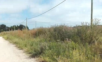 Imagen de la nota: Video: reclamo por pastizales en el barrio Provincias Argentinas