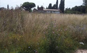 Imagen de la nota: Más reclamos por pastizales y  falta de higiene en terrenos