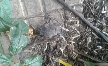Encontraron roedores muertos frente al Hospital Imagen de la nota: Encontraron roedores muertos frente al Hospital
