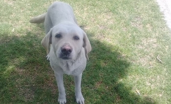 Imagen de la nota: Otra más y van...: apareció una nueva mascota perdida