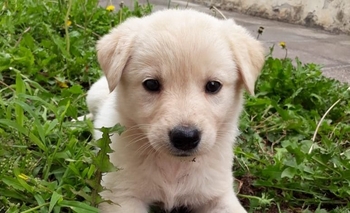 Amorosas cachorritas en adopción responsable Imagen de la nota: Amorosas cachorritas en adopción responsable