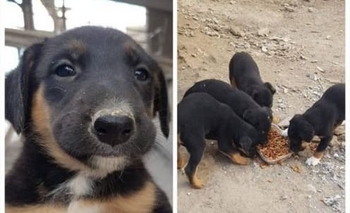 Cachorritos en adopción Imagen de la nota: Cachorritos en adopción