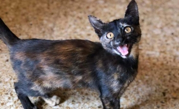 Imagen de la nota: Encontraron una gatita en barrio Sarmiento