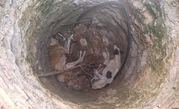 Imagen de la nota: Cruzada solidaria para dos galgos abandonados