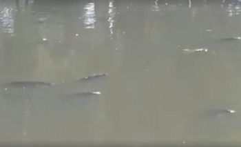 Imagen de la nota: Tapalqué: Peces muertos en el arroyo por falta de oxigeno