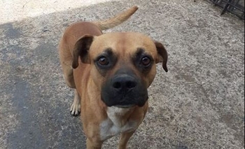 Imagen de la nota: Buscan a los dueños de un perro perdido