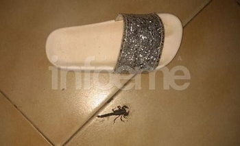 Encontró un alacrán debajo de la cama de su hija Imagen de la nota: Encontró un alacrán debajo de la cama de su hija