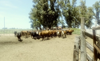 Imagen de la nota: Recuperaron más de cien vacas robadas en un campo