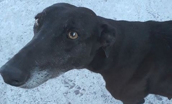 Imagen de la nota: Buscan tránsito para una galguita