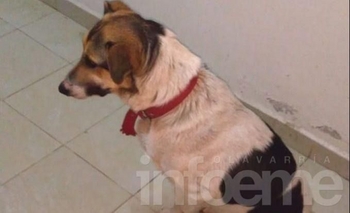 Imagen de la nota: Buscan dos perros perdidos